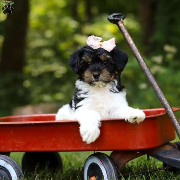 Princess, Yorkie Poo Puppy
